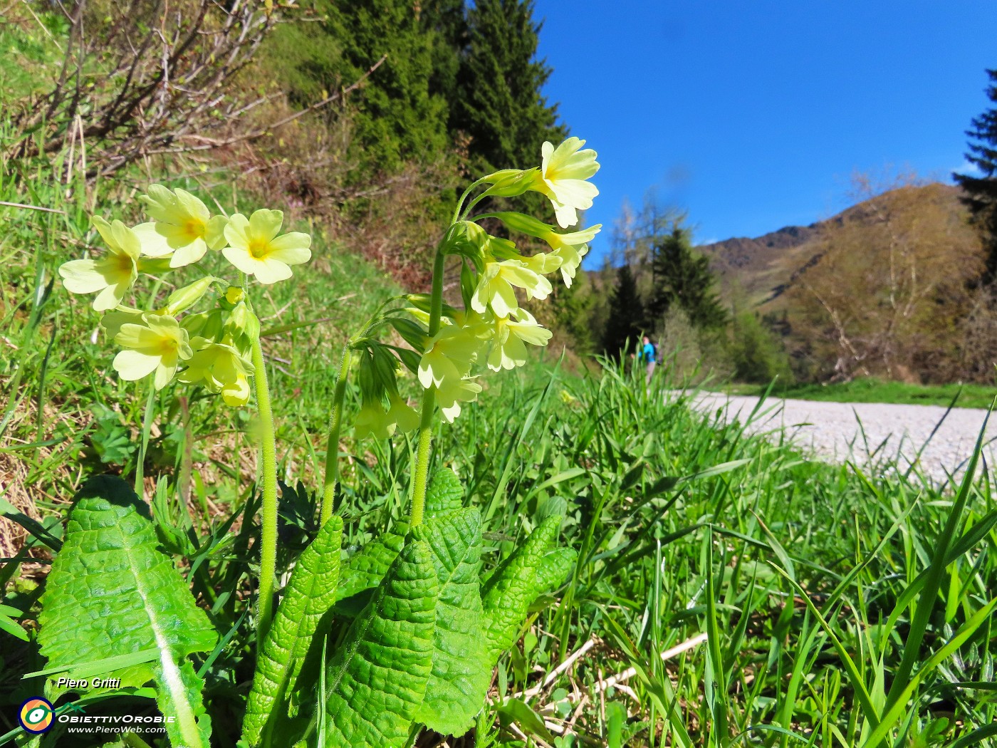 03 Primula veris (Primula odorosa) salendo da San Simone alla Baita del Camoscio.JPG